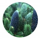 DwarfGiantFarm 100Pcs A Set Abies delavayi Franch Seed  ProQgf