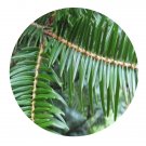 DwarfGiantFarm 100Pcs A Set Abies firma Seed ProQgf
