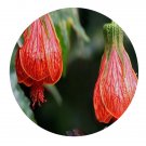 DwarfGiantFarm 100Pcs A Set Abutilon striatum Dickson Seed  ProQgf