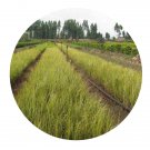 DwarfGiantFarm 100Pcs A Set Acorus gramineus ‘ Ogan’ Seed   ProQgf