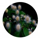 DwarfGiantFarm 100Pcs A Set Adina pilulifera Seed    ProQgf