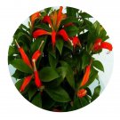 DwarfGiantFarm 100Pcs A Set Aeschynanthus Seed    ProQgf