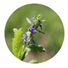 DwarfGiantFarm 100Pcs A Set Ajuga multiflova Seed    ProQgf