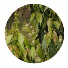 DwarfGiantFarm 100Pcs A Set Altingia chinensis Seed   ProQgf