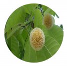 DwarfGiantFarm 100Pcs A Set Anthocephalus chinensis Seed ProQgf