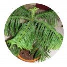 DwarfGiantFarm 100Pcs A Set Araucaria heterophylla Seed  ProQgf
