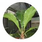 DwarfGiantFarm 100Pcs A Set Anthurium crystallinum Seed  ProQgf