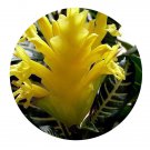 DwarfGiantFarm 100Pcs A Set Aphelandra squarrosa Seed ProQgf