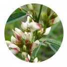 DwarfGiantFarm 100Pcs A Set Atriplex canescens Seed ProQgf