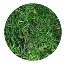 DwarfGiantFarm 100Pcs A Set Asparagus densiflorus Seed ProQgf