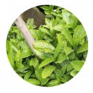DwarfGiantFarm 100Pcs A Set Aucuba japonica Seed ProQgf