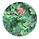 DwarfGiantFarm 100Pcs A Set Bauhinia galpinii  seed ProQgf
