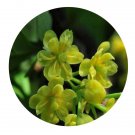 DwarfGiantFarm 100Pcs A Set Berberis Seed  ProQgf