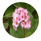 DwarfGiantFarm 100Pcs A Set BergeniapurpurascensEngl Seed  .  ProQgf