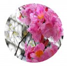 DwarfGiantFarm 100Pcs A Set Bignoniaceae Seed .  ProQgf
