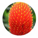 DwarfGiantFarm 100Pcs A Set Billbergiarosea Seed   ProQgf