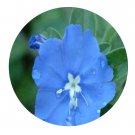 DwarfGiantFarm 100Pcs A Set blue daze Seed ProQgf