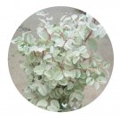 DwarfGiantFarm 100Pcs A Set Breynia nivosa Seed ProQgf