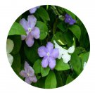 DwarfGiantFarm 100Pcs A Set Brunfelsia acuminata seed ProQgf
