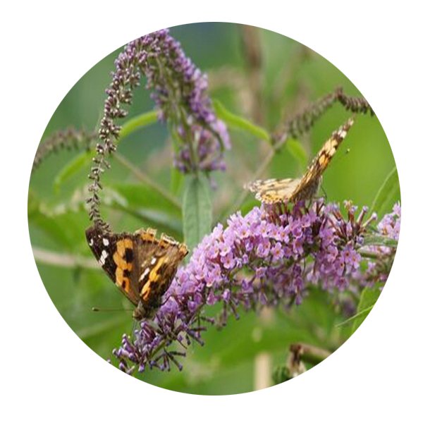 DwarfGiantFarm 100Pcs A Set Buddleia davidii Seed ProQgf