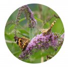 DwarfGiantFarm 100Pcs A Set Buddleia davidii Seed ProQgf