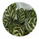DwarfGiantFarm 100Pcs A Set Calathea makoyana Seed ProQgf