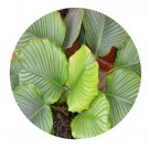 DwarfGiantFarm 100Pcs A Set Calathearotundifoliacv Seed ProQgf