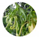 DwarfGiantFarm 100Pcs A Set Cananga odorata Seed ProQgf
