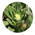 DwarfGiantFarm 100Pcs A Set Canarium subulatum Seed ProQgf