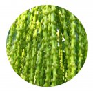 DwarfGiantFarm 100Pcs A Set Caryota mitis Lour. Seed ProQgf