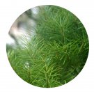 DwarfGiantFarm 100Pcs A Set Cathaya argyrophylla Chun et Kuang Seed ProQgf