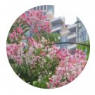 DwarfGiantFarm 100Pcs A Set Cassia roxburghii Seed ProQgf