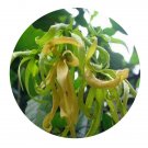 DwarfGiantFarm 100Pcs A Set Cananga odorata var. fruticosa Seed ProQgf