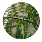 DwarfGiantFarm 100Pcs A Set CaryotaurensLinn Seed ProQgf