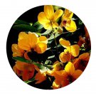 DwarfGiantFarm 100Pcs A Set Cassia spectabills Seed ProQgf