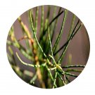 DwarfGiantFarm 100Pcs A Set Casuarina equisetifolia Seed ProQgf