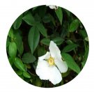 DwarfGiantFarm 100Pcs A Set Cherokee Rose Seed  ProQgf