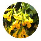 DwarfGiantFarm 100Pcs A Set Cestrum aurantiacum Seed  ProQgf
