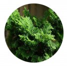 DwarfGiantFarm 100Pcs A Set chamaecyparis lawspnian Seed   ProQgf