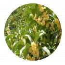 DwarfGiantFarm 100Pcs A Set Cinnamomum pedunculatum Seed    ProQgf