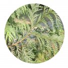 DwarfGiantFarm 100Pcs A Set Chamaecyparis pisifera Seed  ProQgf