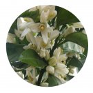 DwarfGiantFarm 100Pcs A Set Citrus reticulata Blanco Seed ProQgf