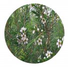 DwarfGiantFarm 100Pcs A Set Chamelaucium uncinatum Seed  ProQgf