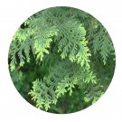 DwarfGiantFarm 100Pcs A Set Chamaecyparis obtusa Seed  ProQgf