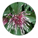 DwarfGiantFarm 100Pcs A Set Clerodendrum quadriloculare Seed   ProQgf