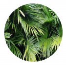 DwarfGiantFarm 100Pcs A Set Chuniophoenixhainanens Seed    ProQgf