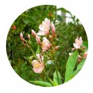 DwarfGiantFarm 100Pcs A Set Combretaceae Seed  ProQgf