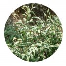 DwarfGiantFarm 100Pcs A Set Cotoneaster salicifolius Seed ProQgf