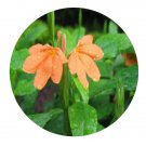 DwarfGiantFarm 100Pcs A Set Crossandra infundibuliformis Nees Seed ProQgf