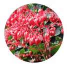 DwarfGiantFarm 100Pcs A Set Clerodendrum Seed ProQgf